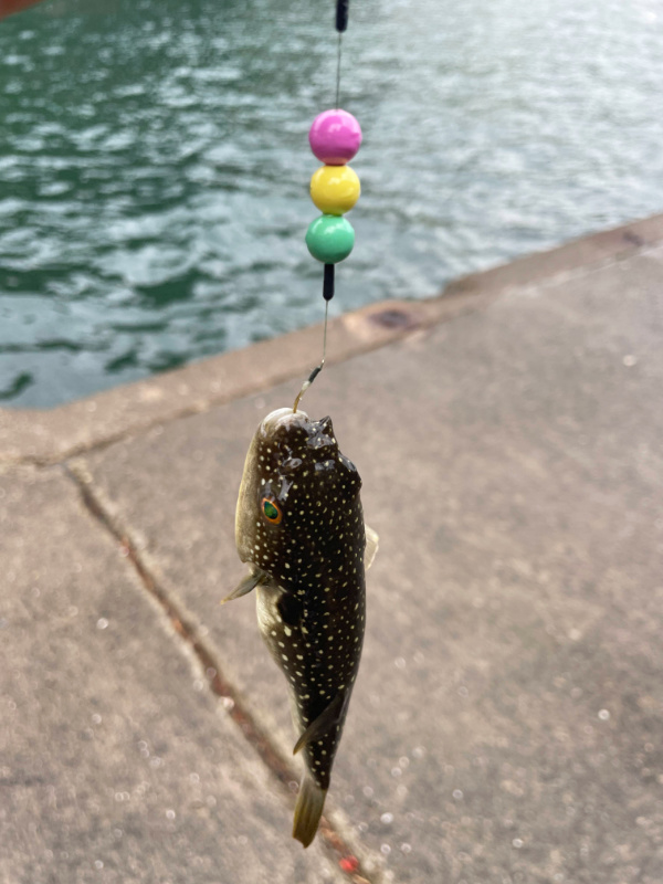 おだんごと魚