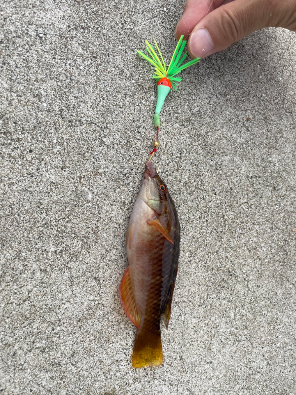 にんじんで釣れた