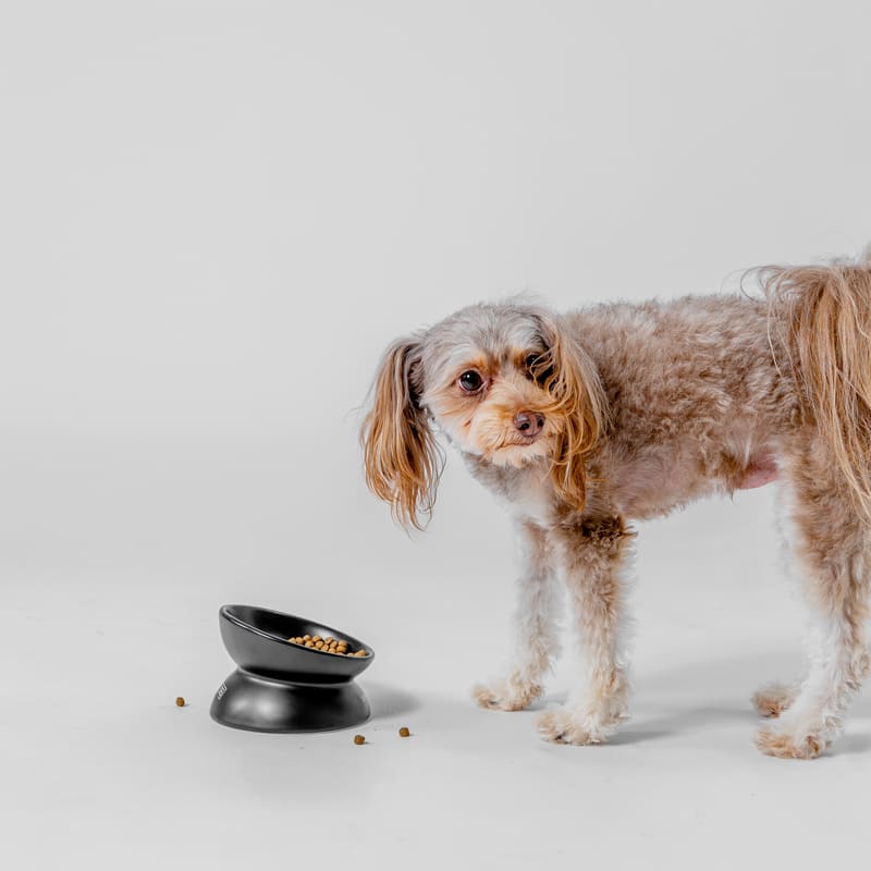 fave pet bowl 製品画像3