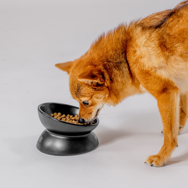 fave pet bowl 製品画像4