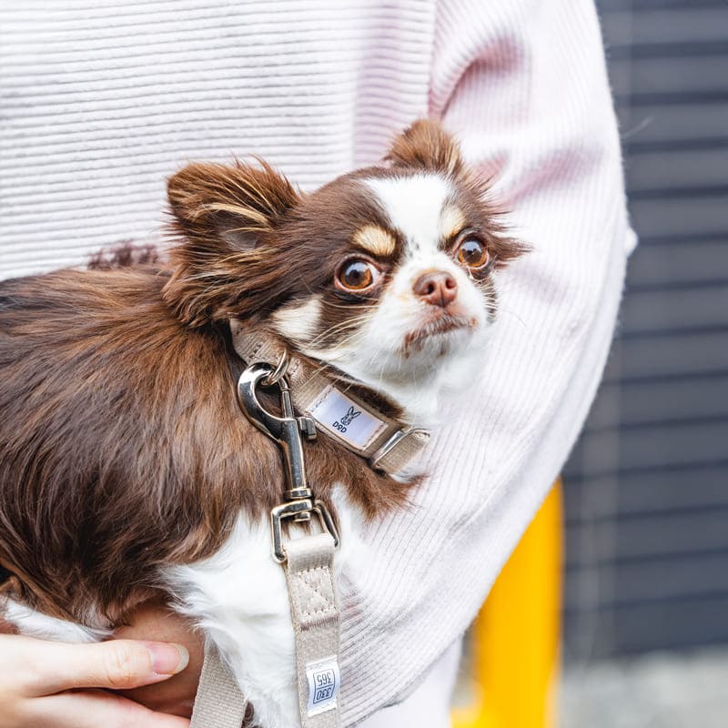 fave pet lead & collar 製品画像8