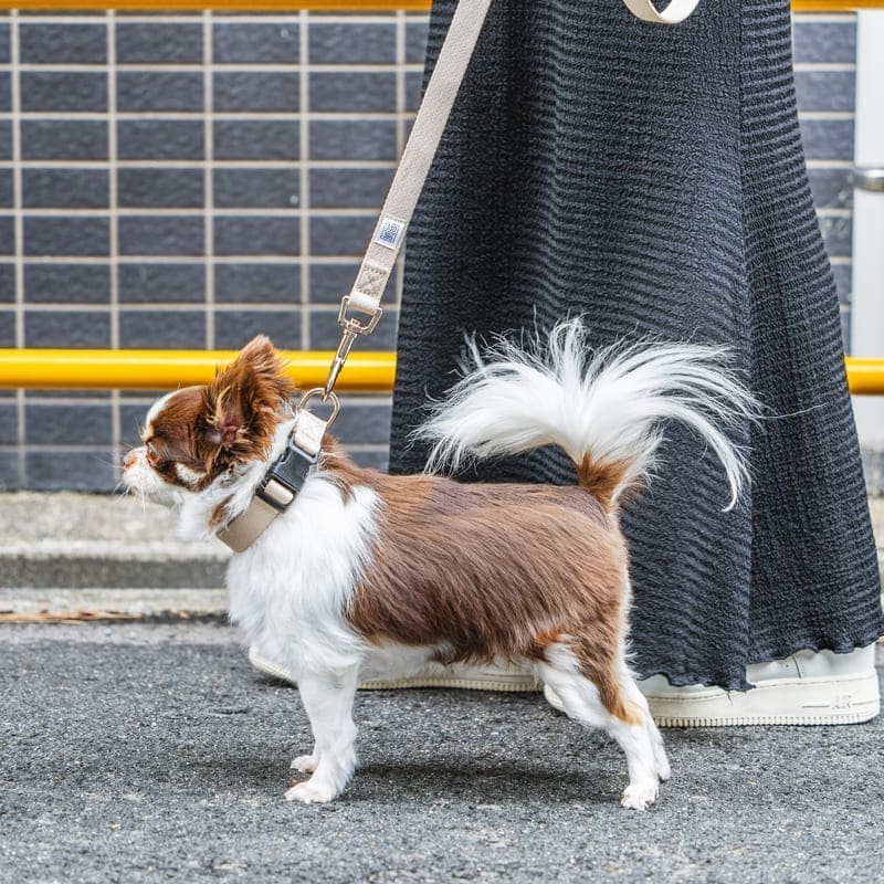 fave pet lead & collar 製品画像1