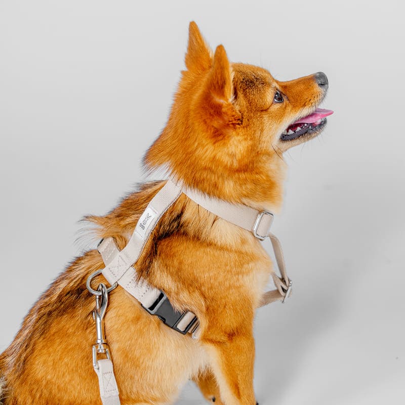 fave pet lead & harness 製品画像6