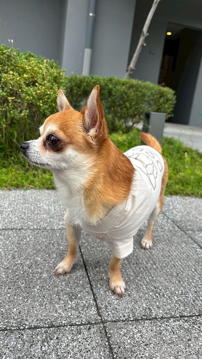 オモテ