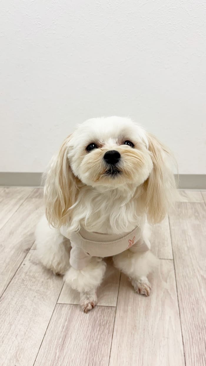 オモテ